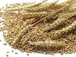 Wheat Grains