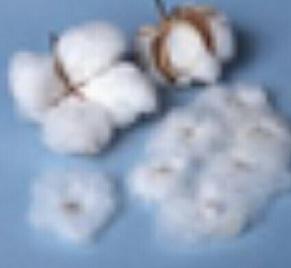 Raw Cotton (Kapas)