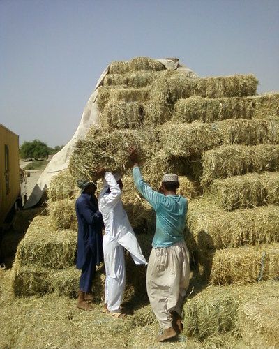 Wheat Straw