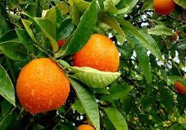 Fresh Orange Fruits