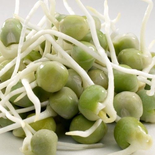 Green Pea Sprouts