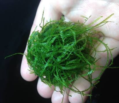 Aquarium Plant (Java Moss)