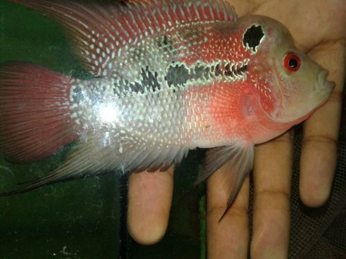 Flower Horn Fish - Vivid Colors, Distinct Shaped Head, Eye-catching Exotic Aquaculture Specimen