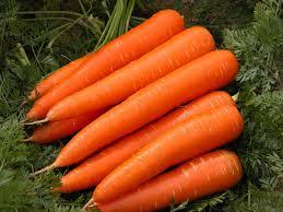 Fresh Carrot - High Quality, Rich Flavor and Nutrient-Rich Texture | Perfect for Cooking and Snacking