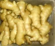 Fresh Gingers - Premium Quality, Naturally Sourced and Processed , Rich in Flavor and Aroma