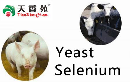 Yeast Selenium 2000 PPM