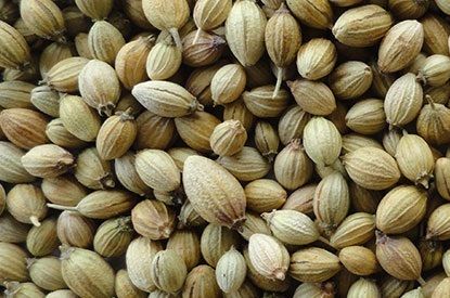 Coriander Seeds