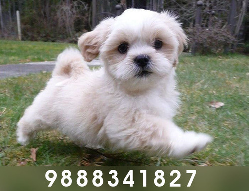 Lhasa Apso Puppies Dog at Best Price in 
