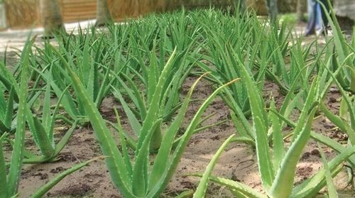 Aloe Vera Plant