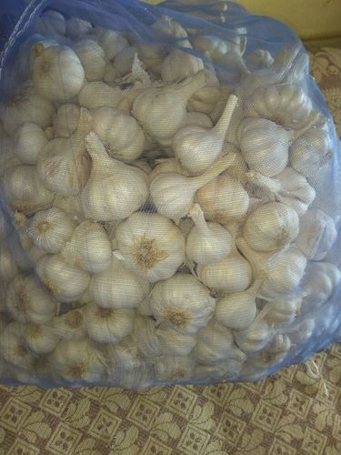 Fresh Garlic