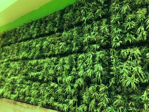 Green Wall - Modular Vertical Garden System | IOT-Assisted Hydroponic Technology, Intelligent Water Management, Flexible Installation