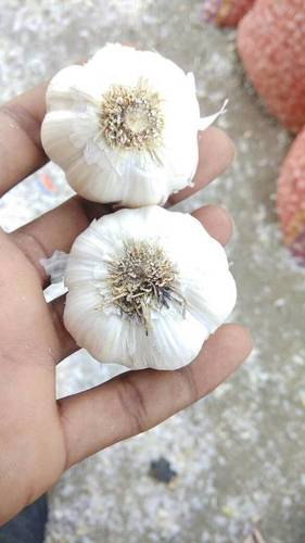 White Garlic Soft