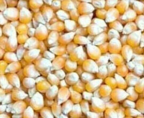 Quality Approved Yellow Maize