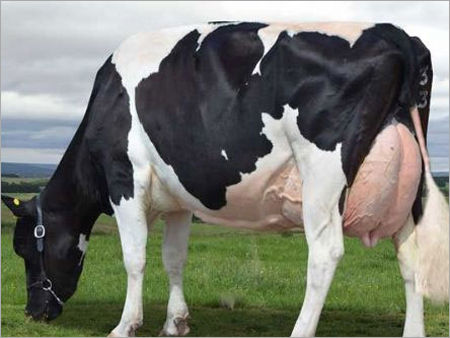 Black And White Coat Holstein Friesian Cattle