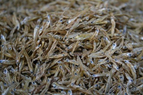 Dry Fish Meal