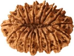 High Grade Rudraksha