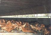 Poultry Net