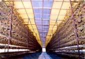 Shade For Drying Grapes