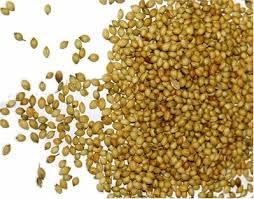 Coriander Seed