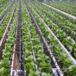 Drip Irrigation Services