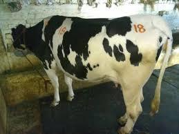 Holstein Friesian Cattle