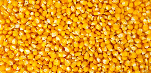 Yellow Maize