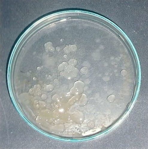 Azotobacter (For Nitrogen Fixation)