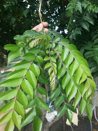 Green Curry Leaves