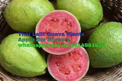 Lalit Guava Plants