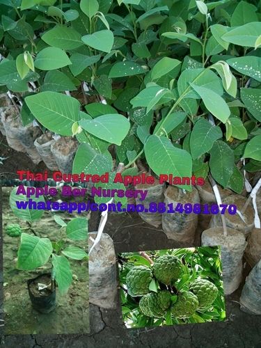 Thai Custard Apple Plants