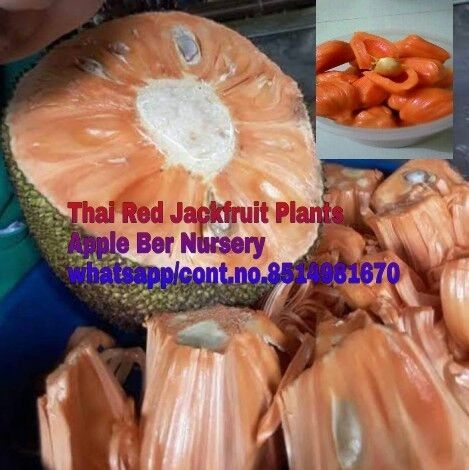 Thai Jackfruit Plants