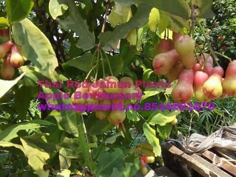 Thai Red Water Apple Plants