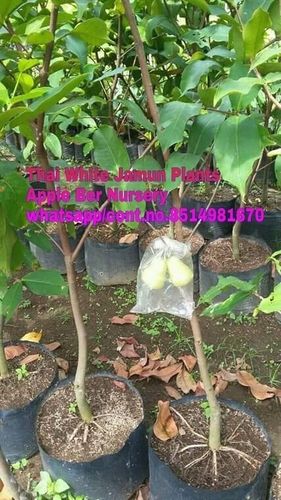 Thai Water Apple Plants