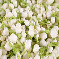 Fresh Jasmine