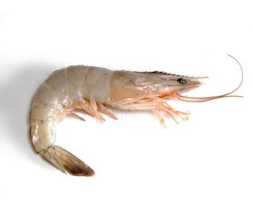 White Prawn