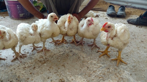 Yellow Chicken - Variable Age and Weight, Nutritional Feed, Healthy and Quality
