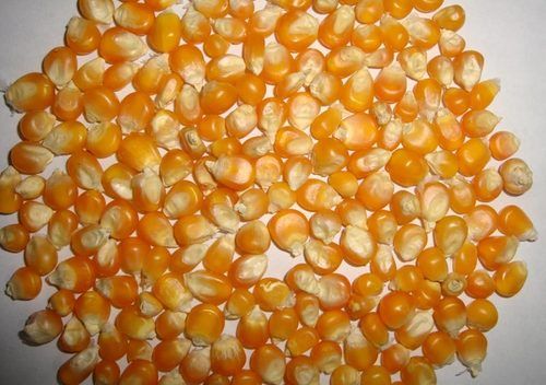 Yellow Maize - Superior Quality Yellow Grain | Premium Grade, Economical Pricing, Widely Appreciated Nationwide