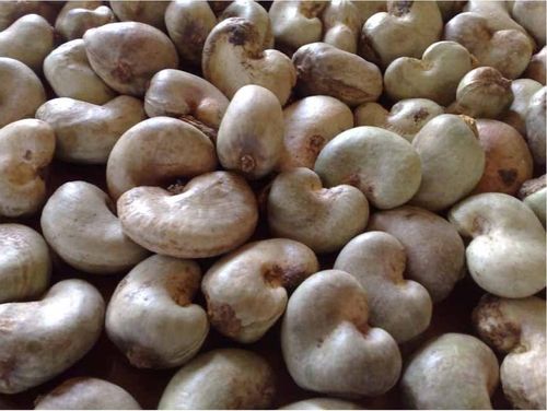 raw cashew nut fob price per metric ton