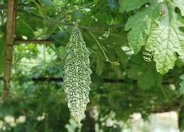 Bitter Gourd Heritage Green Long Seeds