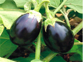 Brinjal Mukta Seeds