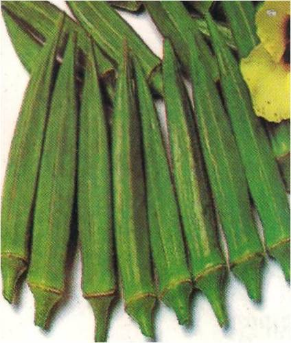 Hybrid Okra(Bhindi) 201 Seeds