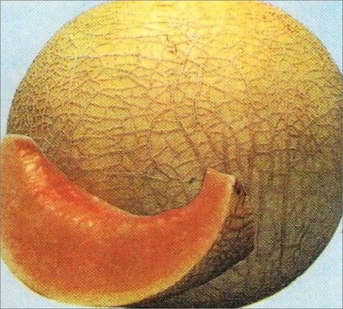 Musk Melon Seeds