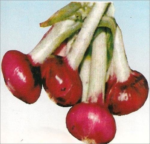 Onion DR-201(High Yielding Deep Red) Seeds