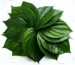 Paan Patta (Betel Leaf)