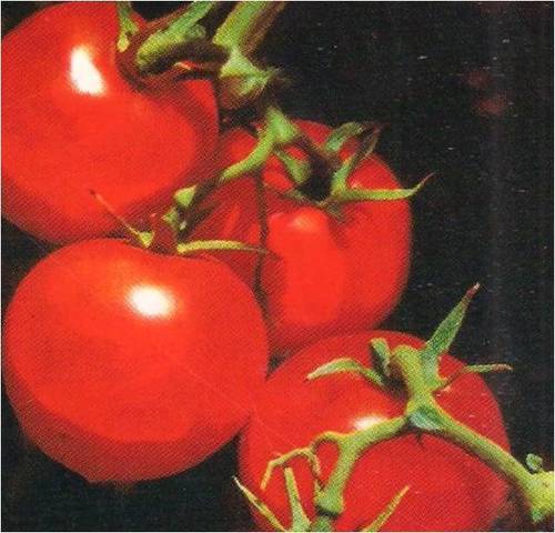 Tomato Ganpati Seeds