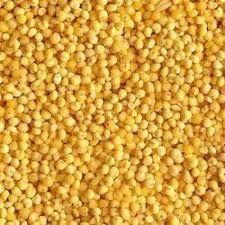 Yellow Millets