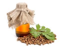 Natural Coriander Oil