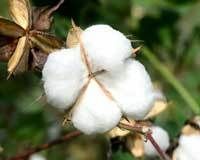 Raw Cotton