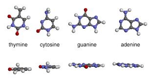 Nucleic Acids