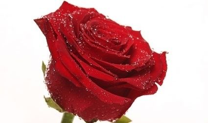  लाल गुलाब का फूल